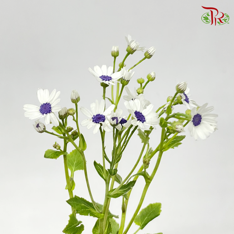 Pericallis