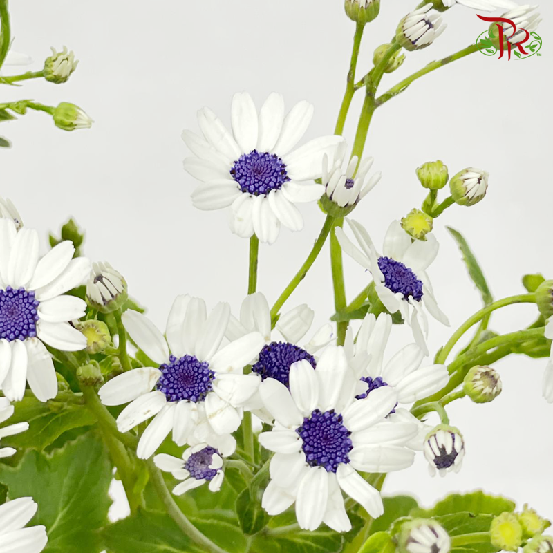 Pericallis