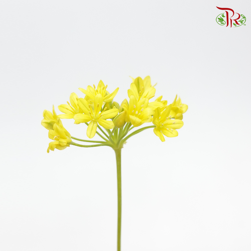 Allium Spray Jeannine Small - 5 Stems - Pudu Ria Florist