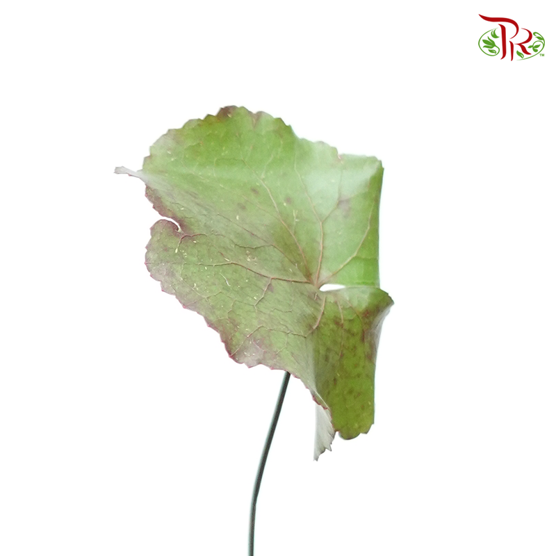 Galaxy Leaf- Short Stems (Per Bunch) - Pudu Ria Florist
