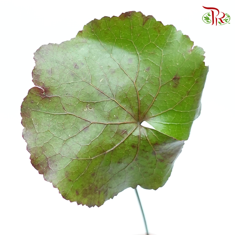Galaxy Leaf- Short Stems (Per Bunch) - Pudu Ria Florist