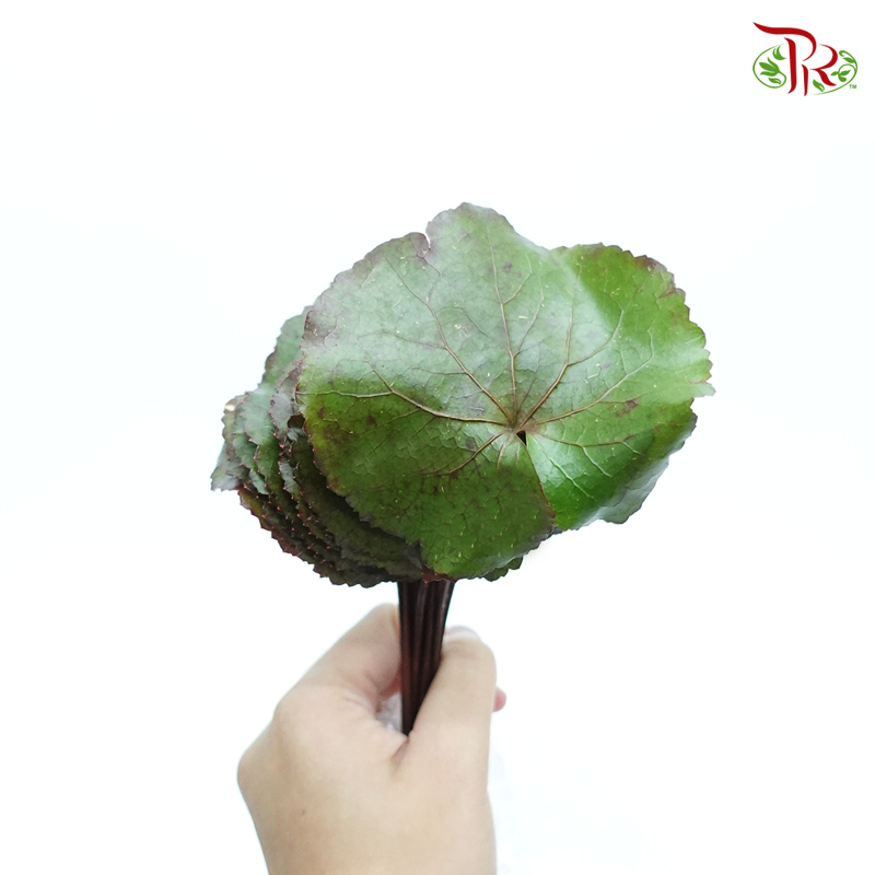 Galaxy Leaf- Short Stems (Per Bunch) - Pudu Ria Florist