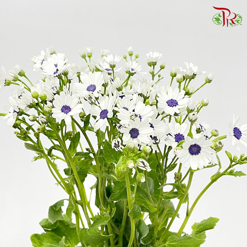 Pericallis