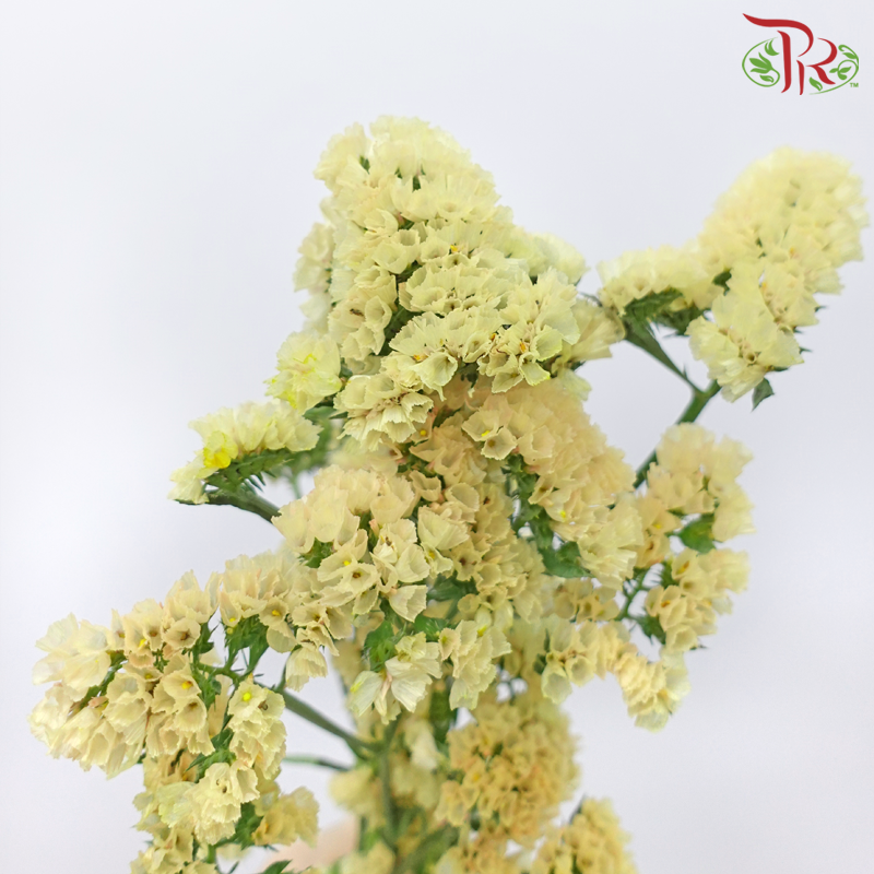 Statice - Honey Apricot (5 Stems) - Pudu Ria Florist