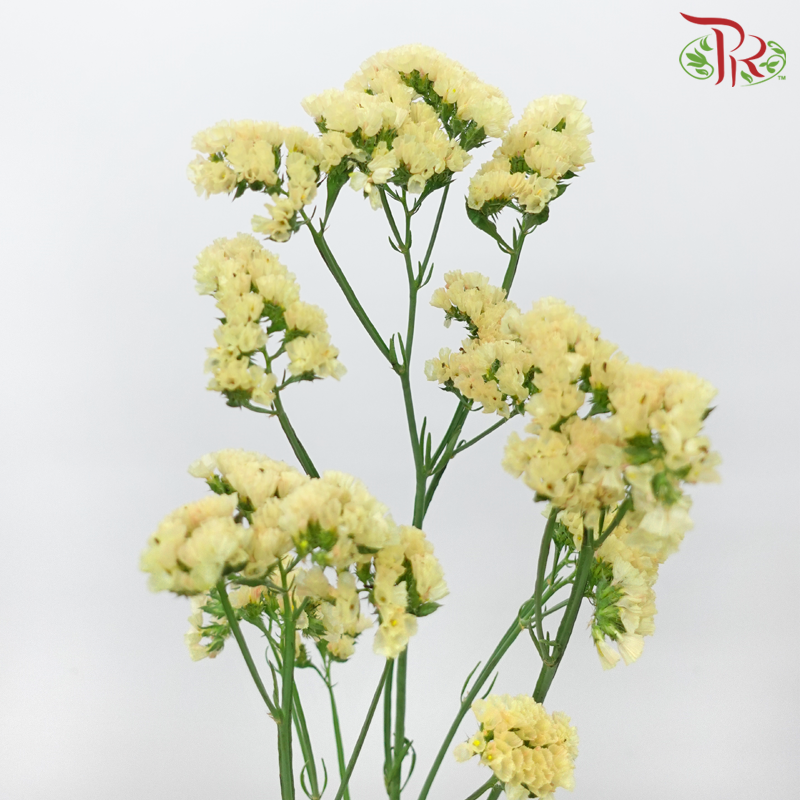 Statice - Honey Apricot (5 Stems) - Pudu Ria Florist