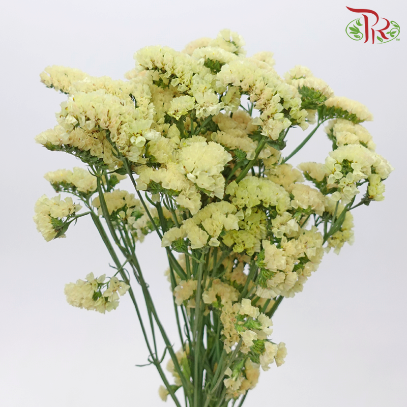 Statice - Honey Apricot (5 Stems) - Pudu Ria Florist