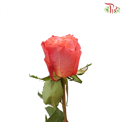 Ceres Rose - Constanza / Hard Rock (25 stems) - Pudu Ria Florist