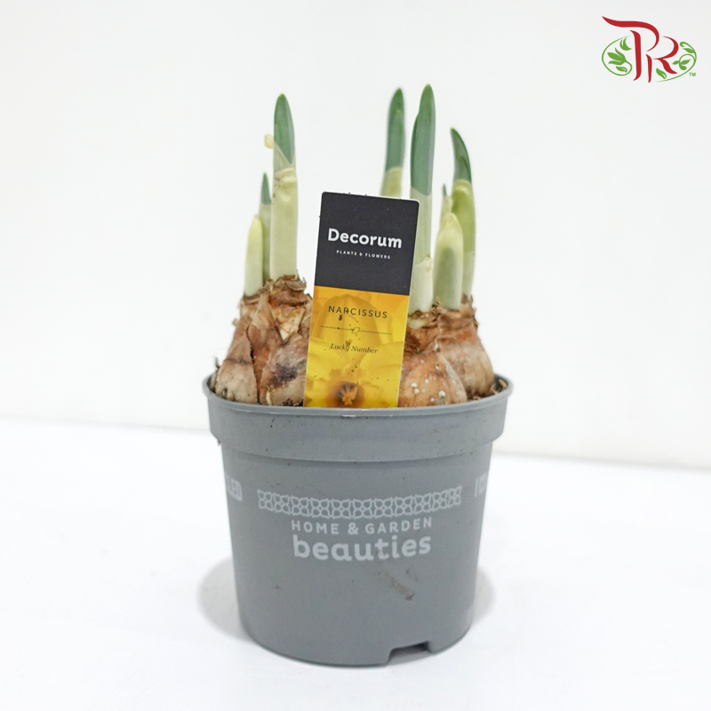 Narcissus 《水仙》