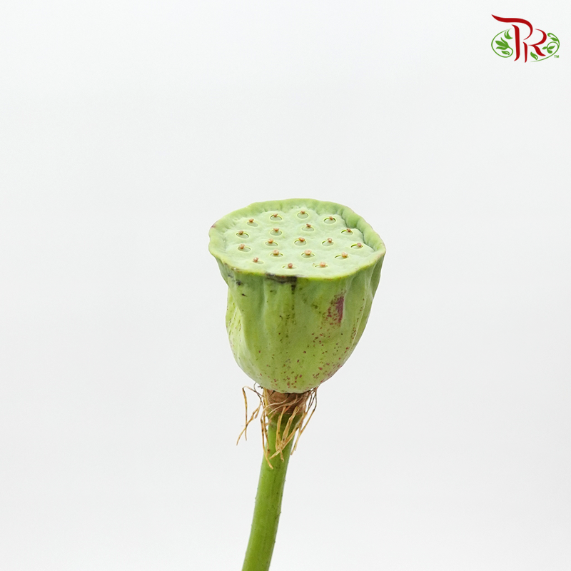 Nelumbo Nucifera - (5 Stems) - Pudu Ria Florist