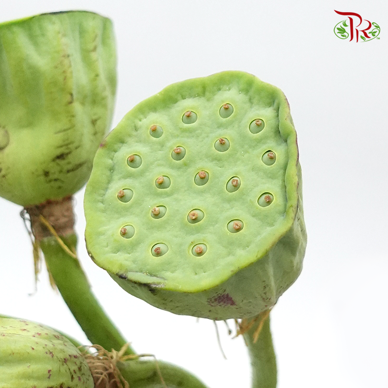 Nelumbo Nucifera - (5 Stems) - Pudu Ria Florist