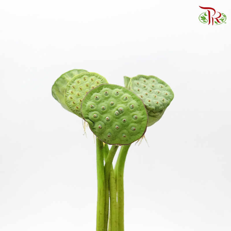 Nelumbo Nucifera - (5 Stems) - Pudu Ria Florist