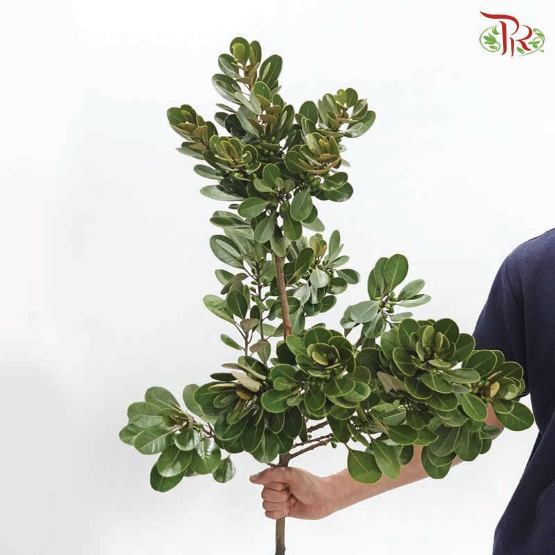 Neolitsea Sericea《金新木薯子》