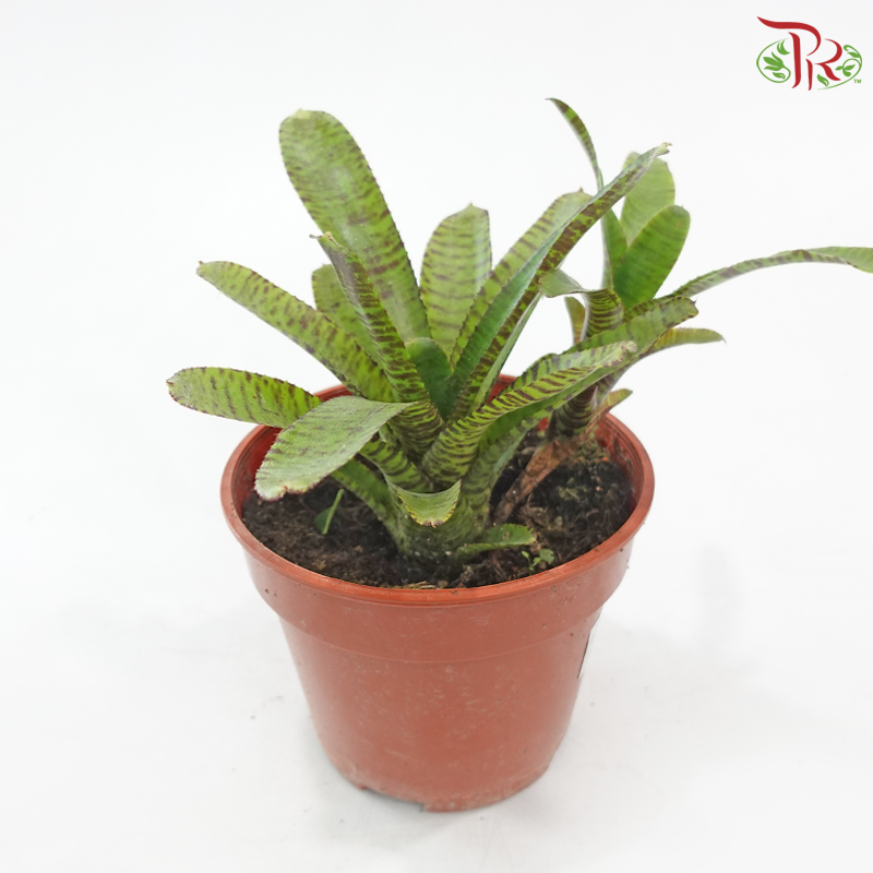 Neoregelia Bromeliad P150《五彩风梨》