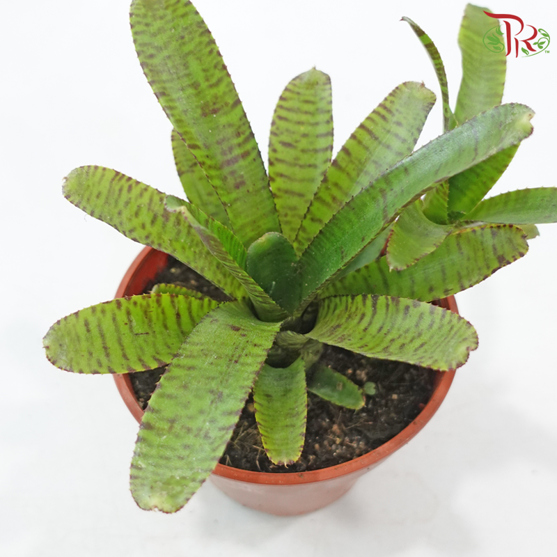 Neoregelia Bromeliad P150《五彩风梨》