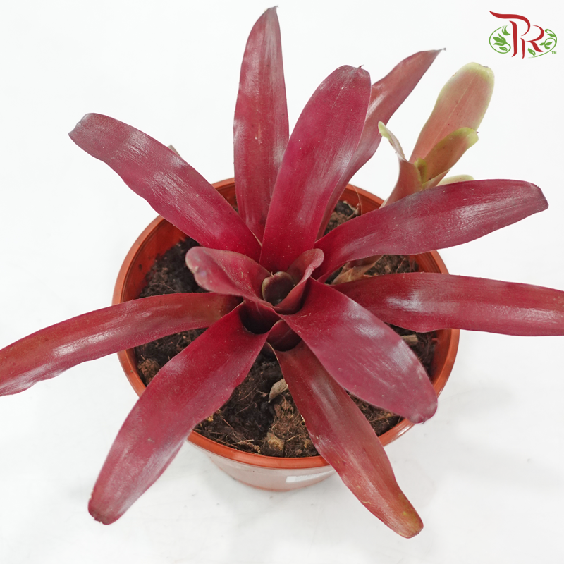 Neoregelia Bromeliad P150《五彩风梨》