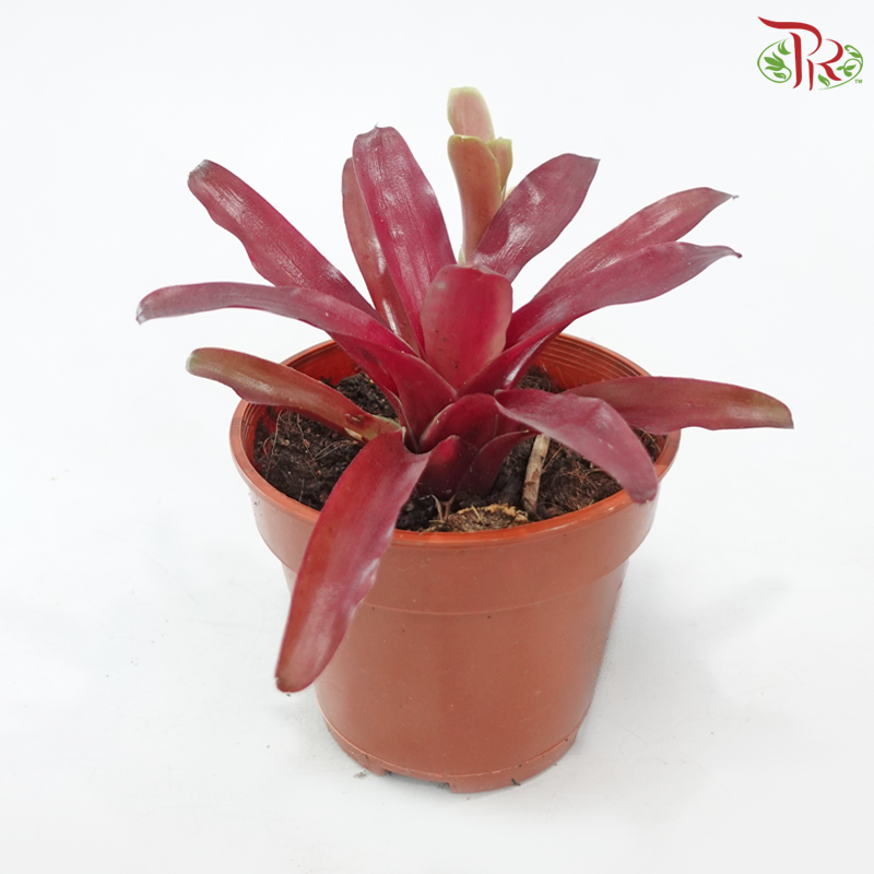 Neoregelia Bromeliad P150《五彩风梨》