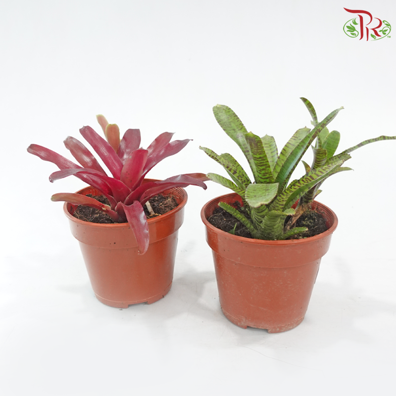 Neoregelia Bromeliad P150《五彩风梨》