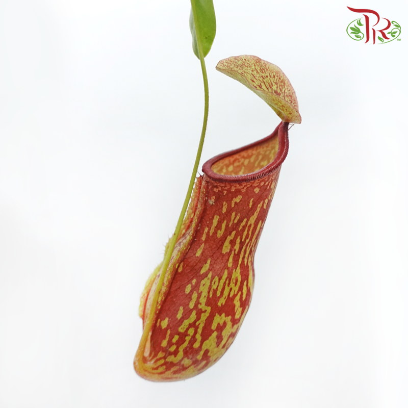 Nepenthes Gaya (Hanging)《蓋亞豬籠草》 - Pudu Ria Florist