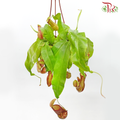 Nepenthes Gaya (Hanging)《蓋亞豬籠草》 - Pudu Ria Florist