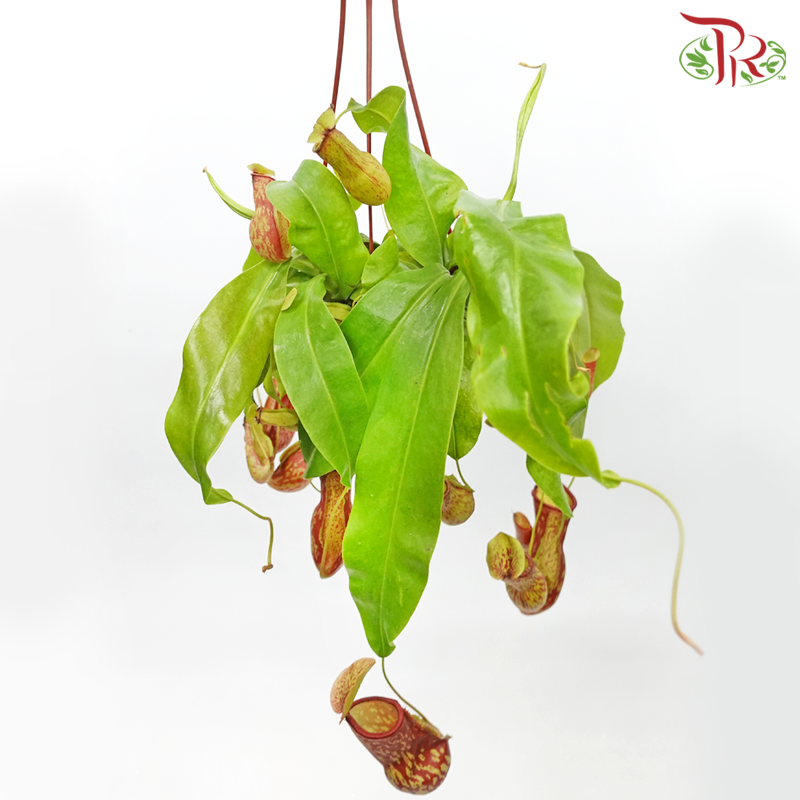 Nepenthes Gaya (Hanging)《蓋亞豬籠草》 - Pudu Ria Florist