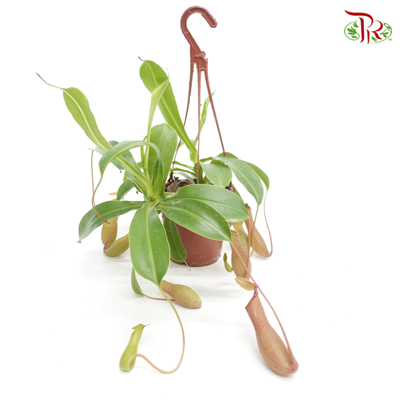 Nepenthes 《猪笼草》 - Pudu Ria Florist