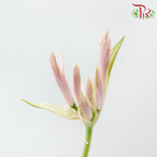 Nerine