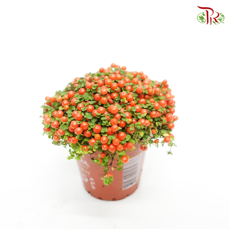 Nertera 《满堂红》 - Pudu Ria Florist