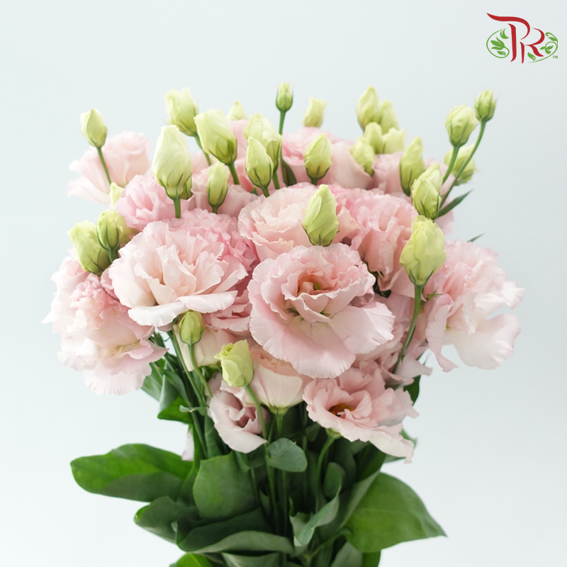 Eustoma Nessen