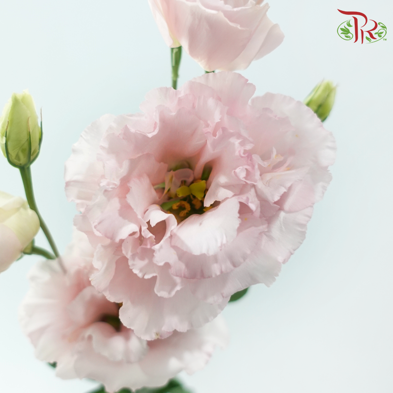 Eustoma Nessen