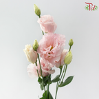 Eustoma Nessen