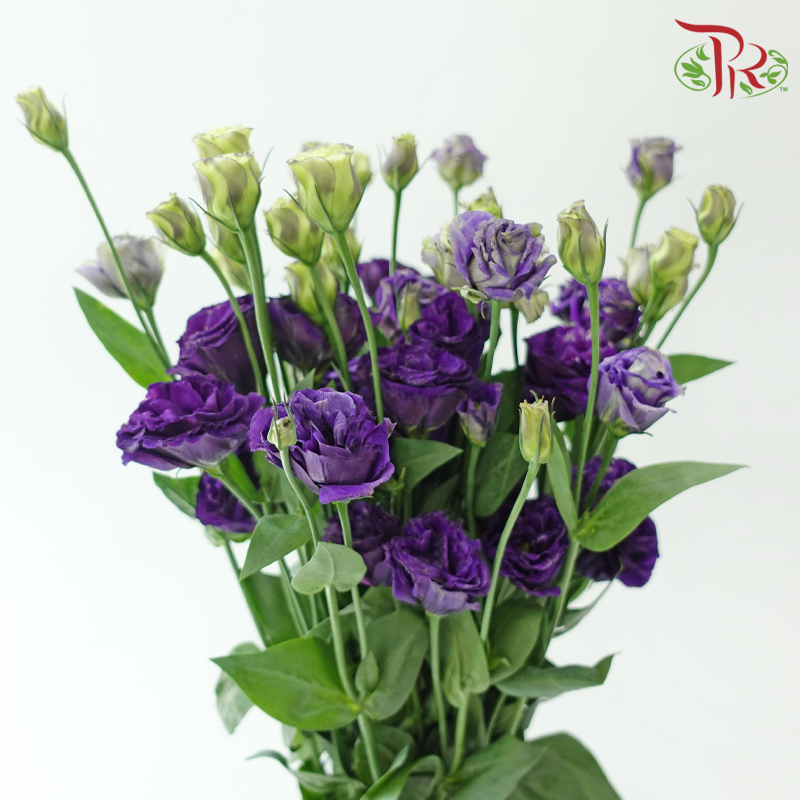Eustoma Nessen