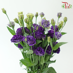 Eustoma《洋桔梗》
