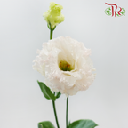 Eustoma Nessen