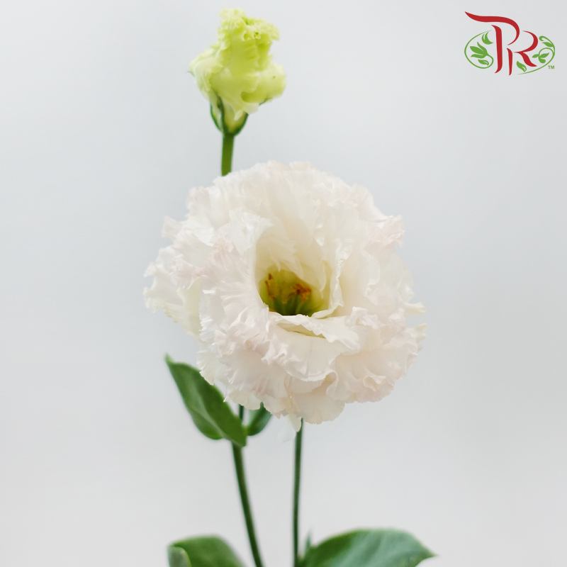 Eustoma Nessen