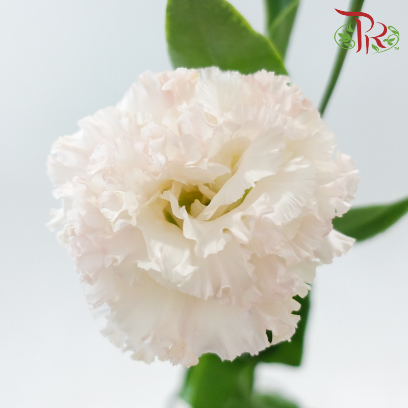 Eustoma Nessen