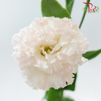 Eustoma Nessen
