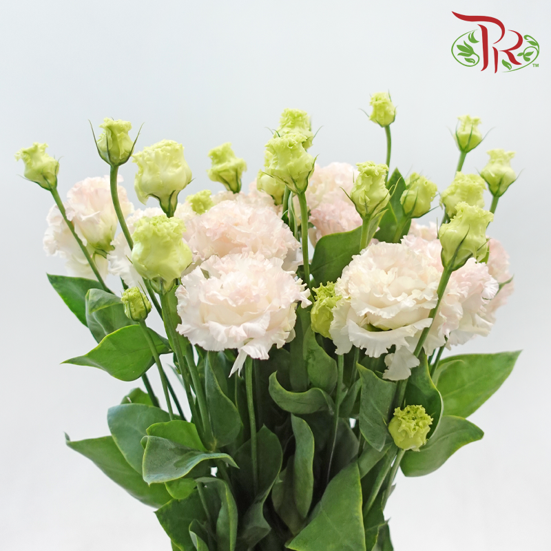 Eustoma Nessen