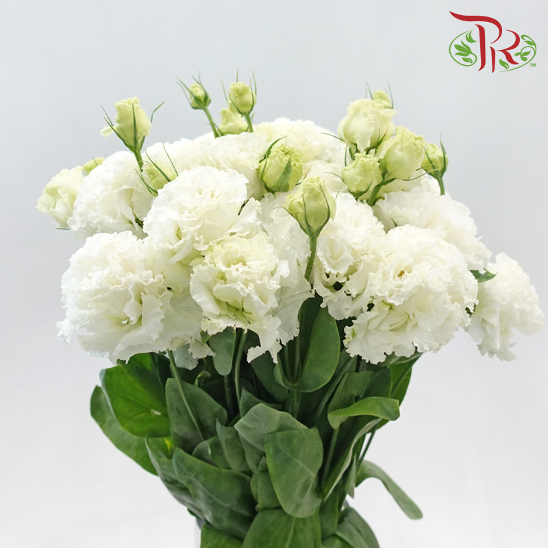 Eustoma Nessen
