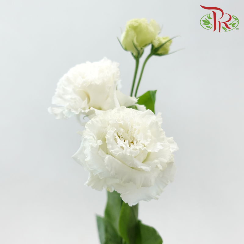 Eustoma Nessen
