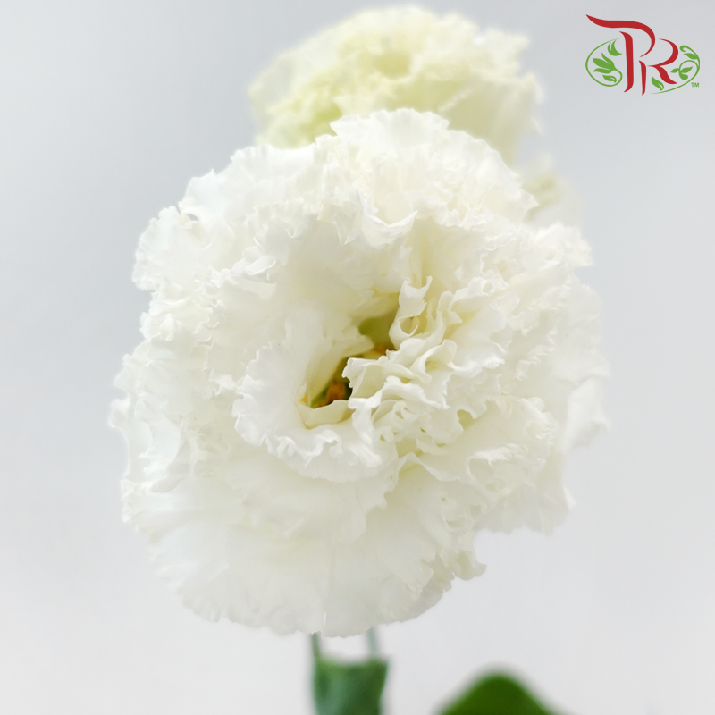 Eustoma Nessen