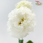 Eustoma Nessen