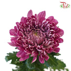 Net Mum Chrysanthemum Big