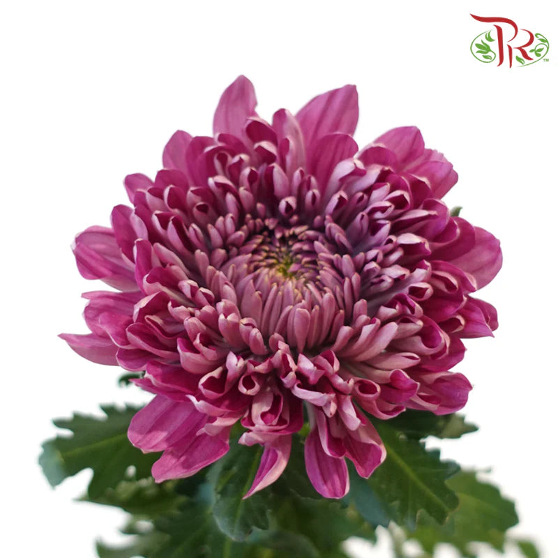 Net Mum Chrysanthemum Big