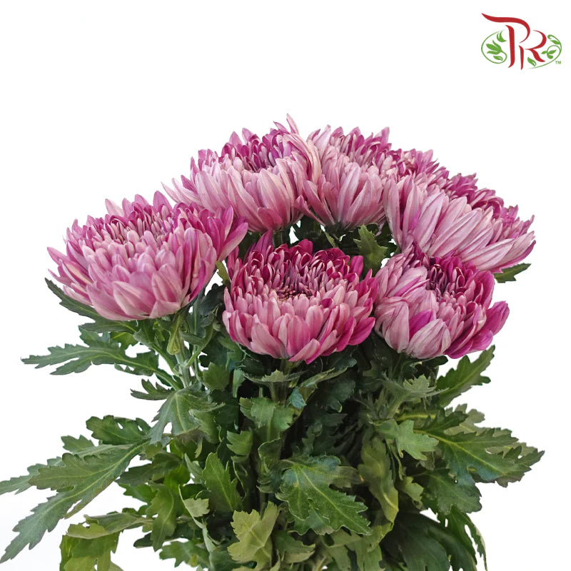 Net Mum Chrysanthemum Big