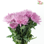 Anastasia / Net Mum Chrysanthemum