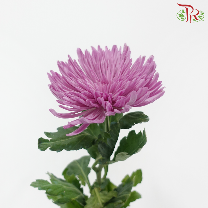 Anastasia / Net Mum Chrysanthemum