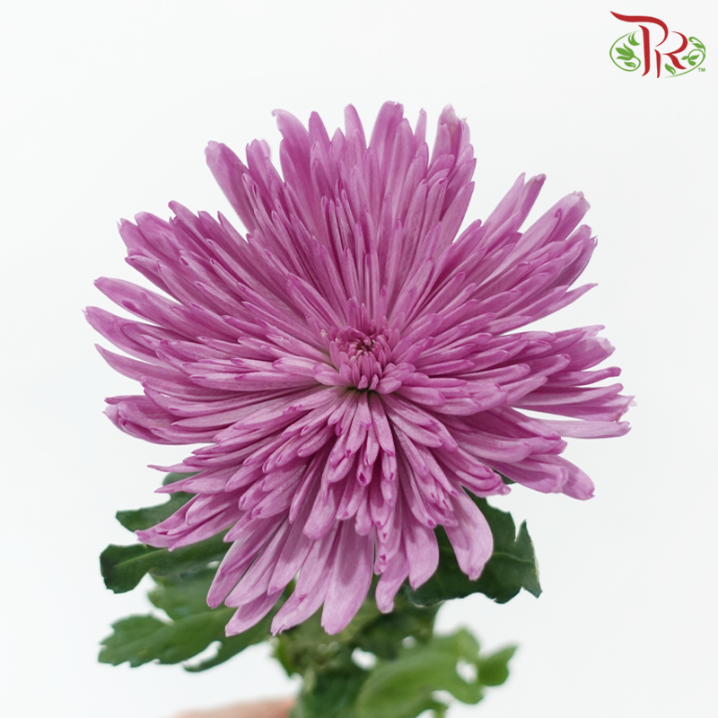 Anastasia / Net Mum Chrysanthemum