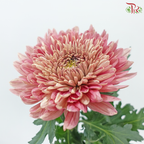 Net Mum Chrysanthemum Big