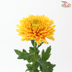 Anastasia / Net Mum Chrysanthemum