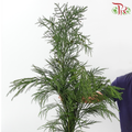 New Asparagus Fern With Flower /  Berry